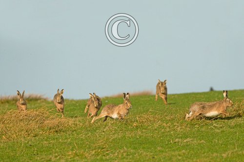    Brown Hares DM2022